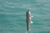 Delfine bei einem Wasserausflug
